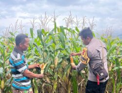 Bhabinkamtibmas Polsek Tambora Pantau Pertumbuhan Tanaman Jagung Milik Warga Binaan Dukung Ketahanan Pangan Nasional