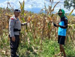 Dorong Kemandirian Pangan, Bhabinkamtibmas Polsek Woha Intens Cek Progres Tanaman Jagung Warga