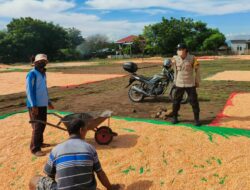 Bantu Jemur Jagung Warga Binaan, Langkah Bhabinkamtibmas Polsek Donggo Sukseskan Swasembada Pangan