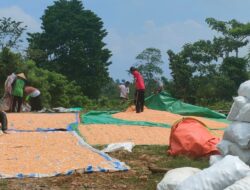 Dukung Ketahanan Pangan, Bhabinkamtibmas Kelurahan Nitu Lakukan Pengecekan Hasil Panen Jagung Petani