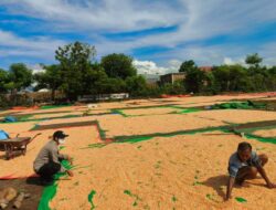 Komitmen Polri Dukung Ketahanan Pangan Nasional, Bhabinkamtibmas Polsek Donggo Pantau dan Dampingi Petani