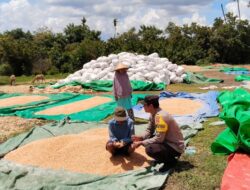 Bhabinkamtibmas Polsek Sanggar, Pantau dan Bantu Jemur Jagung Warga di Desa Binaan