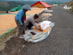 Bhabinkamtibmas Nungga Bantu Jemur Jagung Warga, Dukung Ketahanan Pangan Nasional