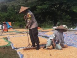 Bhabinkamtibmas Kelurahan Nungga Bantu Jemur Jagung Warga, Dukung Program Ketahanan Pangan