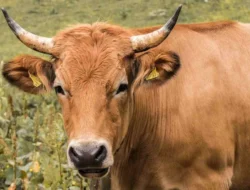 Polres Bima Kota Siapkan 13 Ekor Sapi Kurban pada Idul Adha 2025