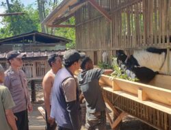 Bhabinkamtibmas Polres Bima Kota Dampingi Petugas Dinas Pertanian Laksanakan Vaksinasi Ternak di Kelurahan Jatibaru Timur