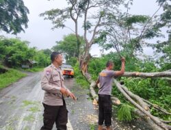 Gerak Cepat Polsek Asakota Evakuasi Pohon Tumbang yang Menutup Akses Jalan Umum di Ncai Kapenta